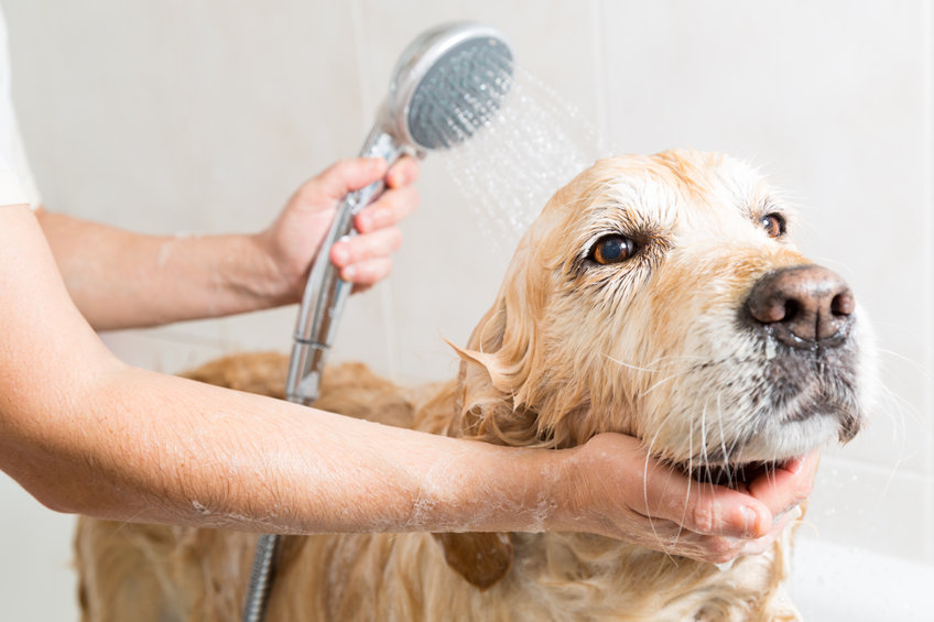 Buying Dog Grooming Business
