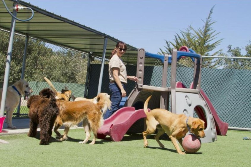 Established Dog Day Care For Sale in WA