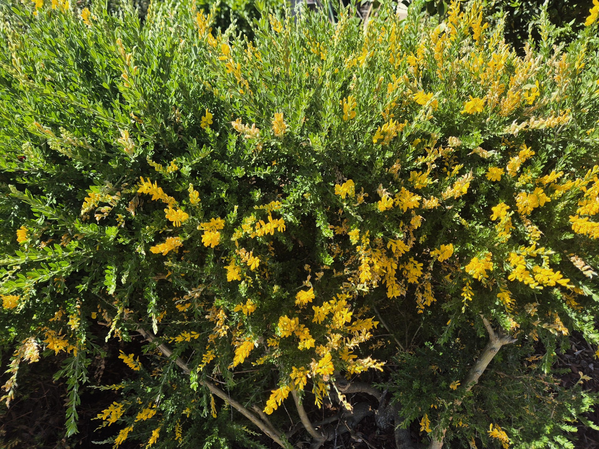 gardening business for sale in Canberra