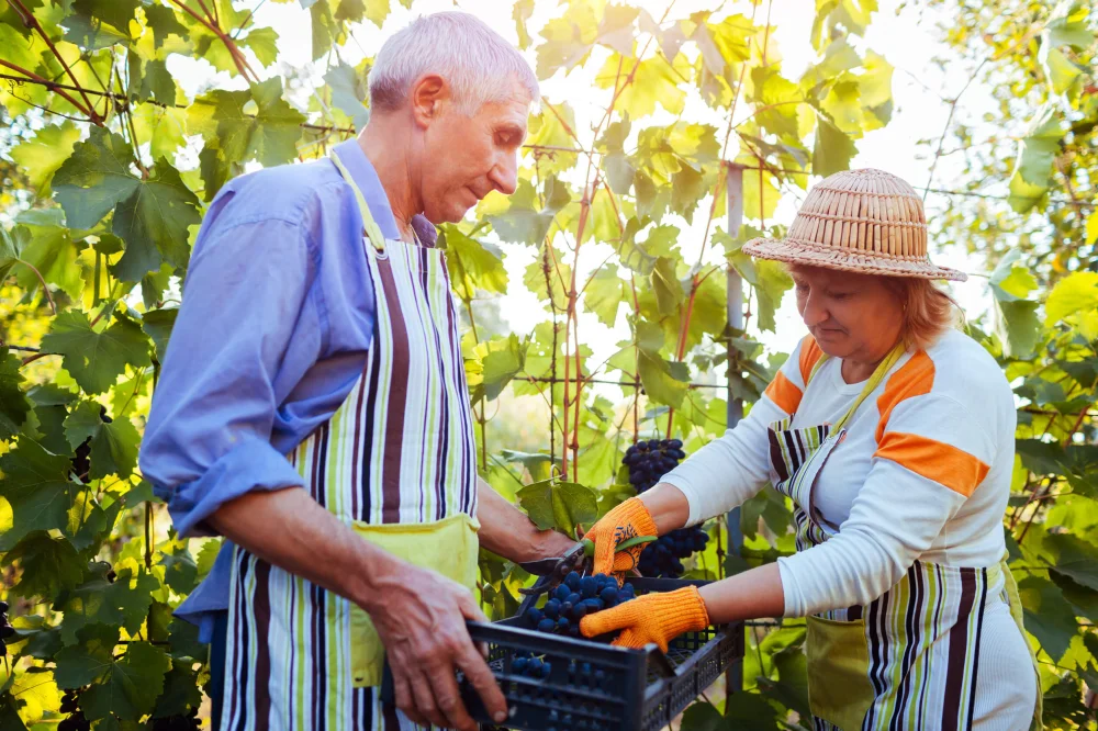 1 in 3 Australians in their late 60s are still working, new HILDA survey shows
