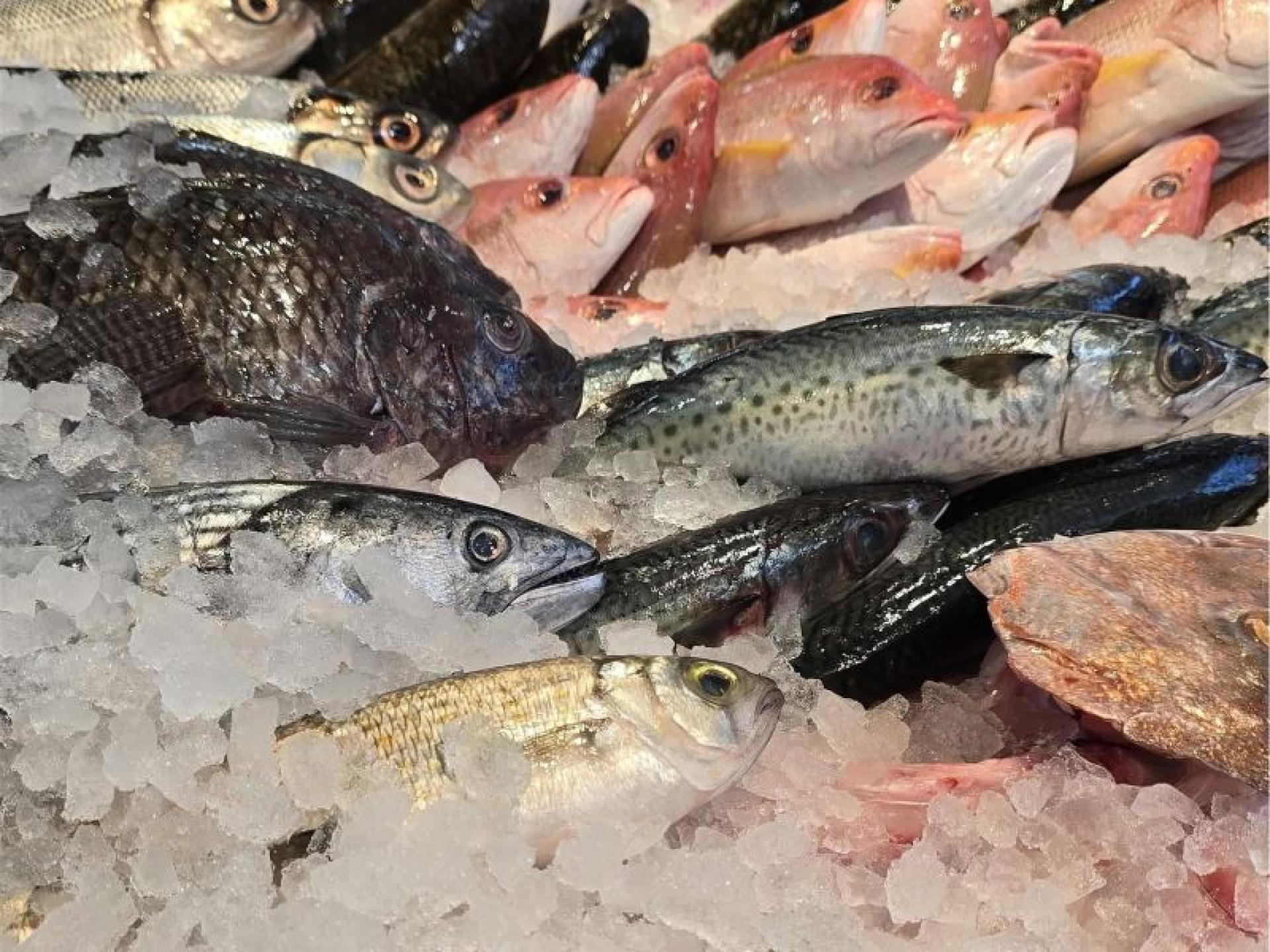 Fresh Seafood Business - 684738 3