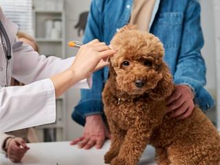 National Sales Agency Business (Vet Clinic Related)