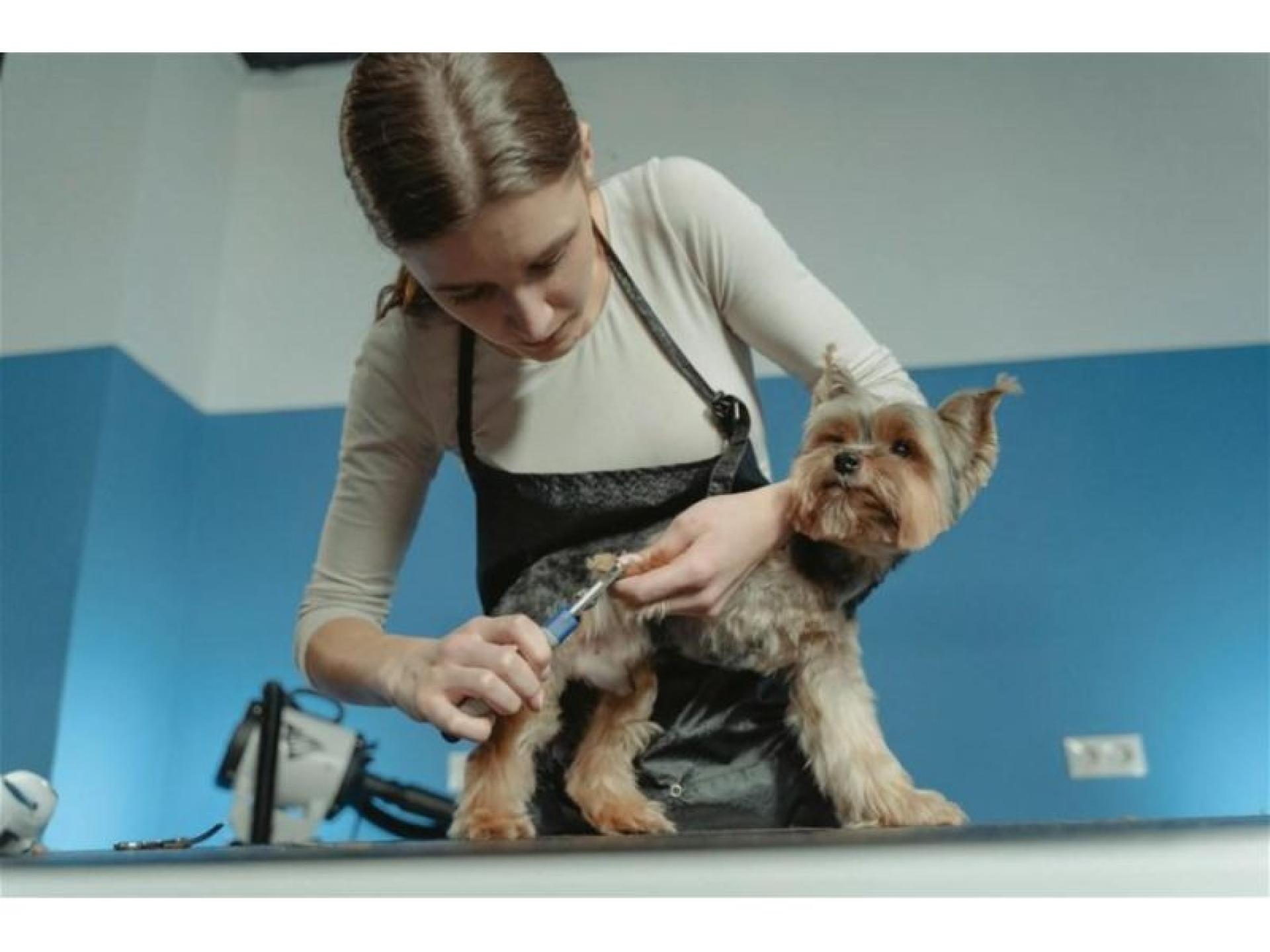 Price Reduced Mobile Dog 675954 3