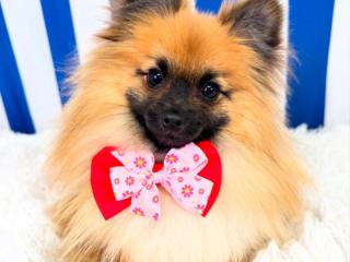 Luxury Dog Grooming Salon and Dog Daycare Centre – Camden, NSW