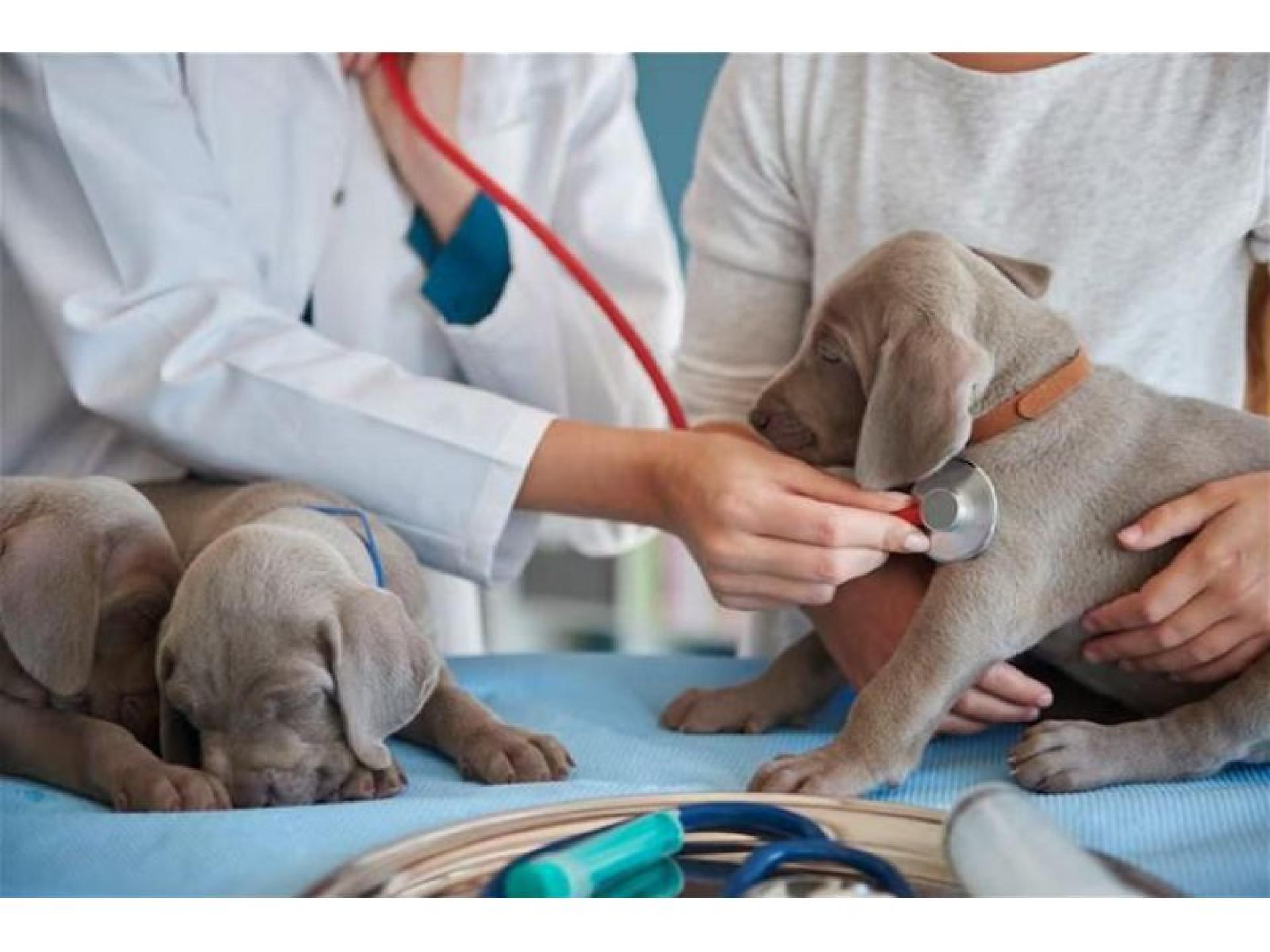 Confidential Veterinary Practice 685521 2
