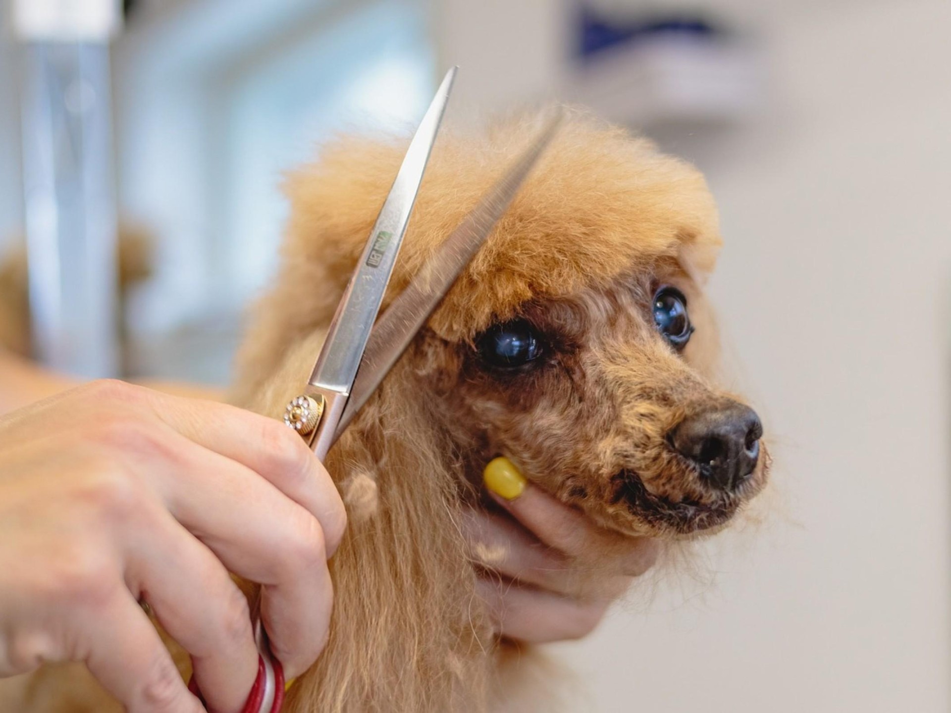 Exceptional Dog Grooming Salon 679420 3