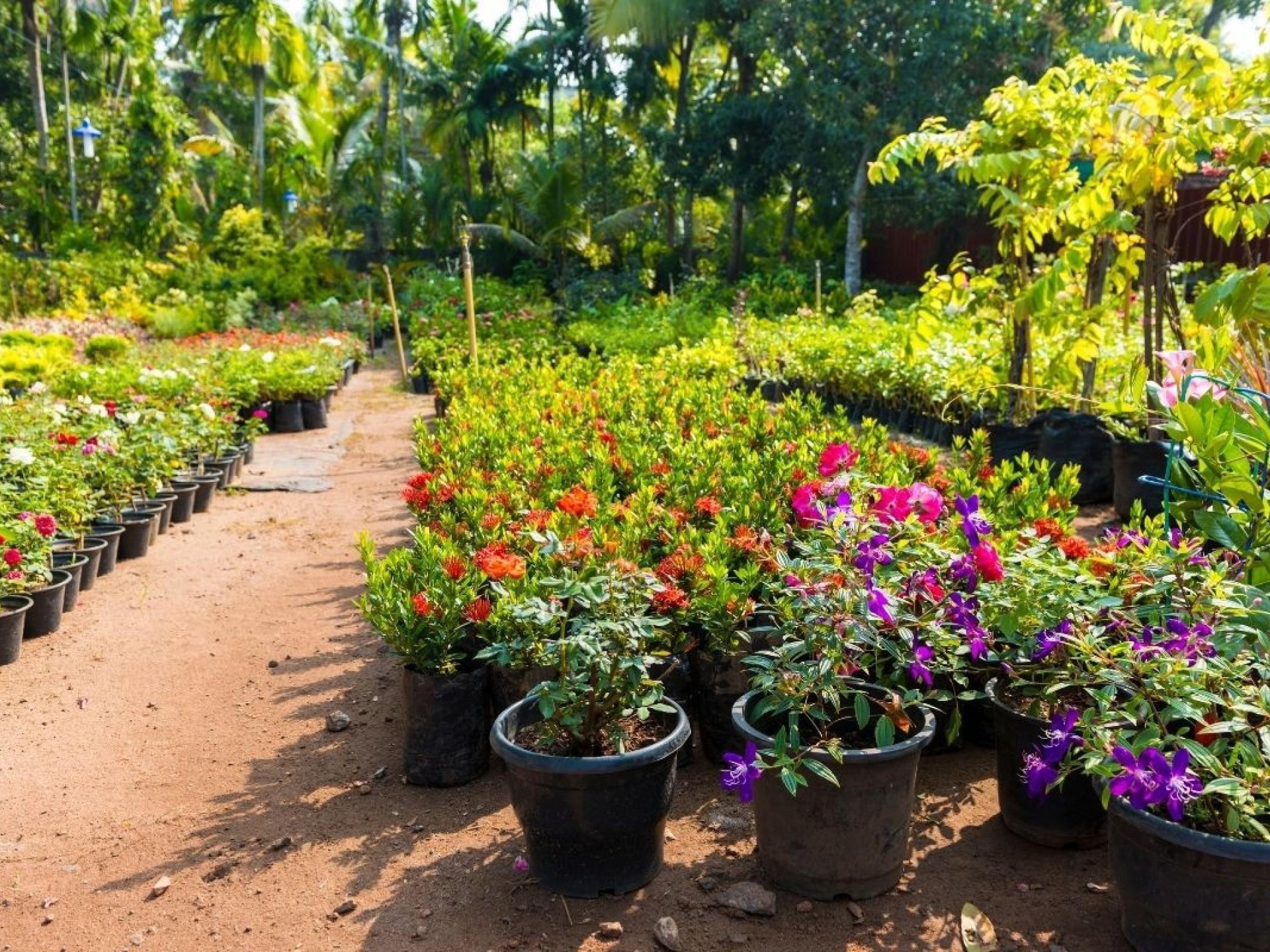 Horticulture Nursery And Agriculture 682285 3