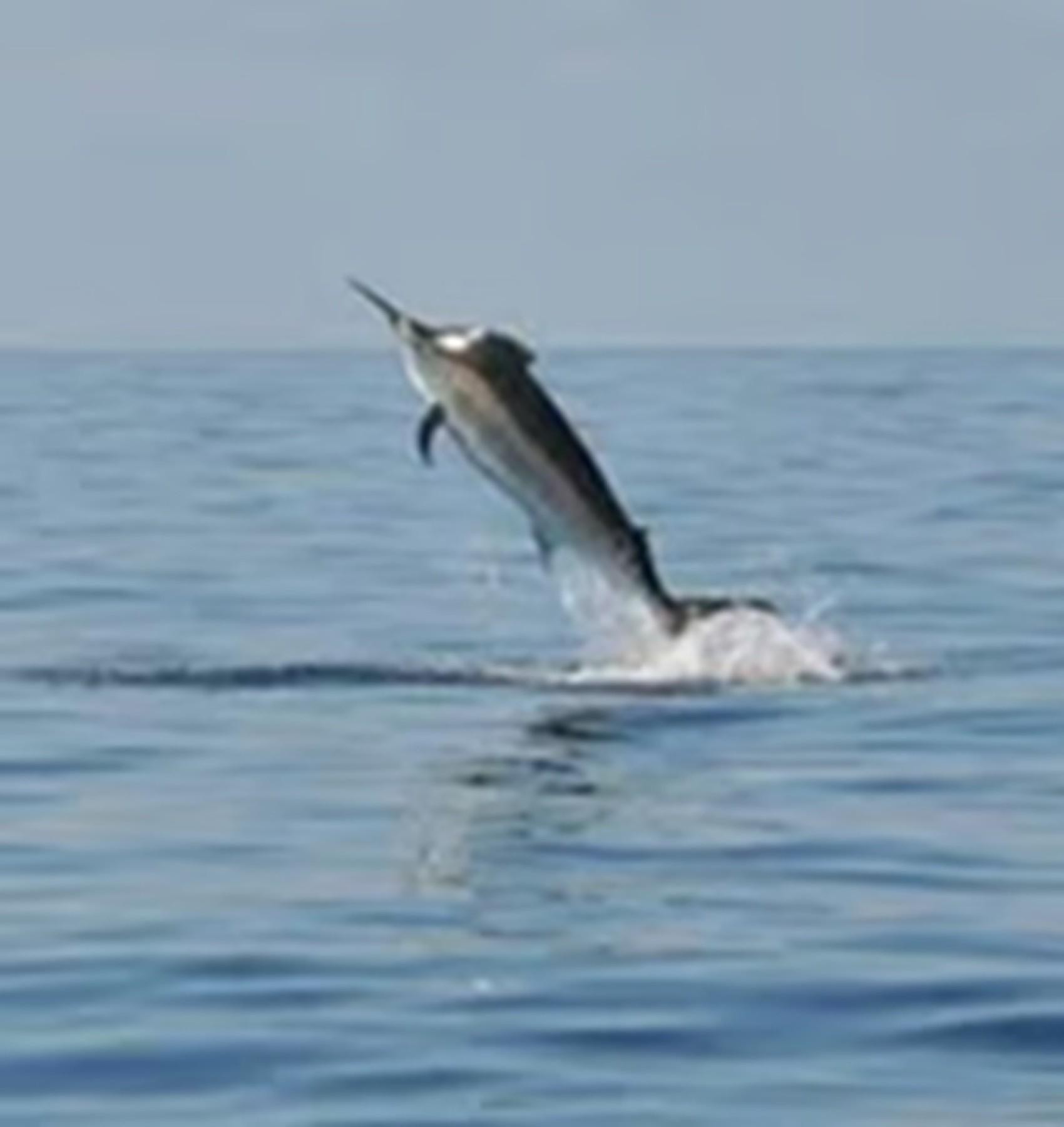 The Best Fishing Tackle 662705 1