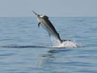 THE BEST FISHING TACKLE OUTLET IN AUSTRALIA