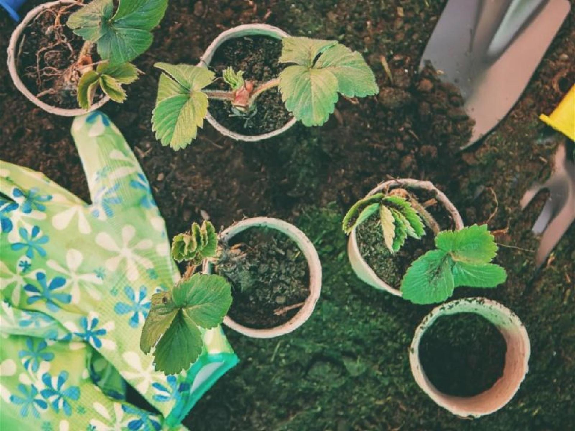 Landscaping & Garden Supply 679054 3