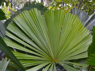 Exotic Wholesale Nursery  Sunshine Coast | Proj. Profit $344,750