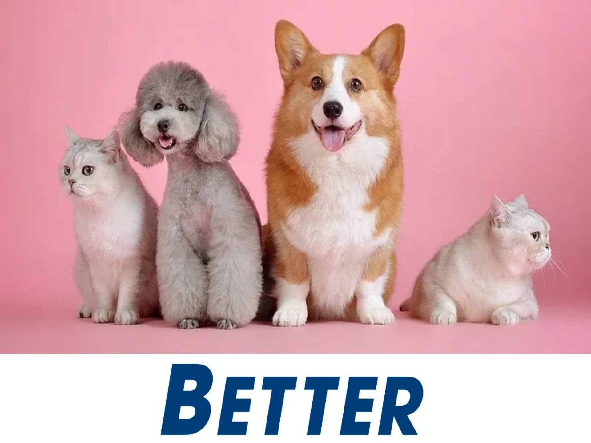 Exceptional Dog Grooming Salon 679420 1