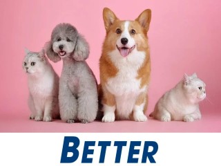 Exceptional Dog Grooming Salon in Hervey Bay