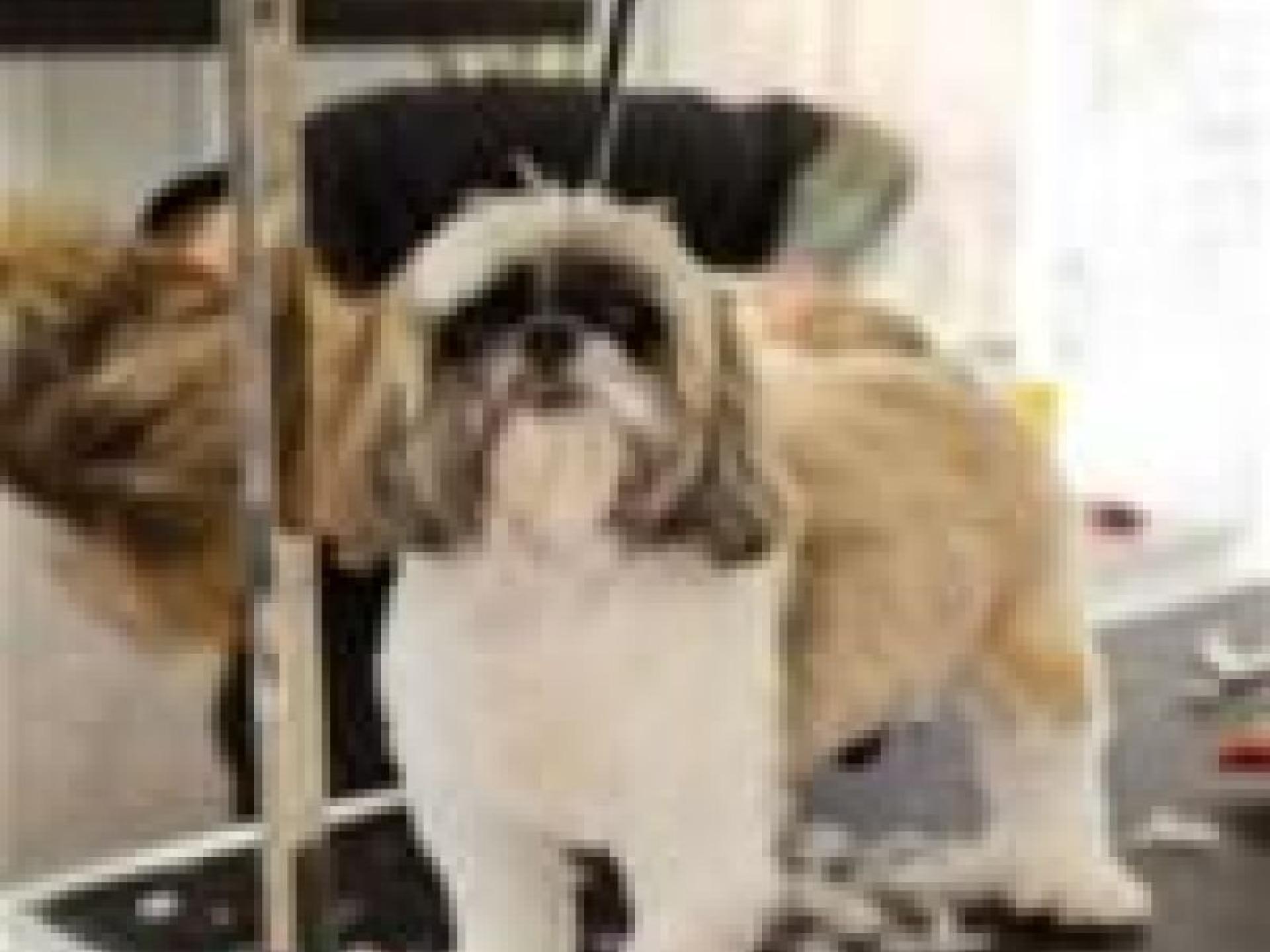 Premium Mobile Dog And 675954 2