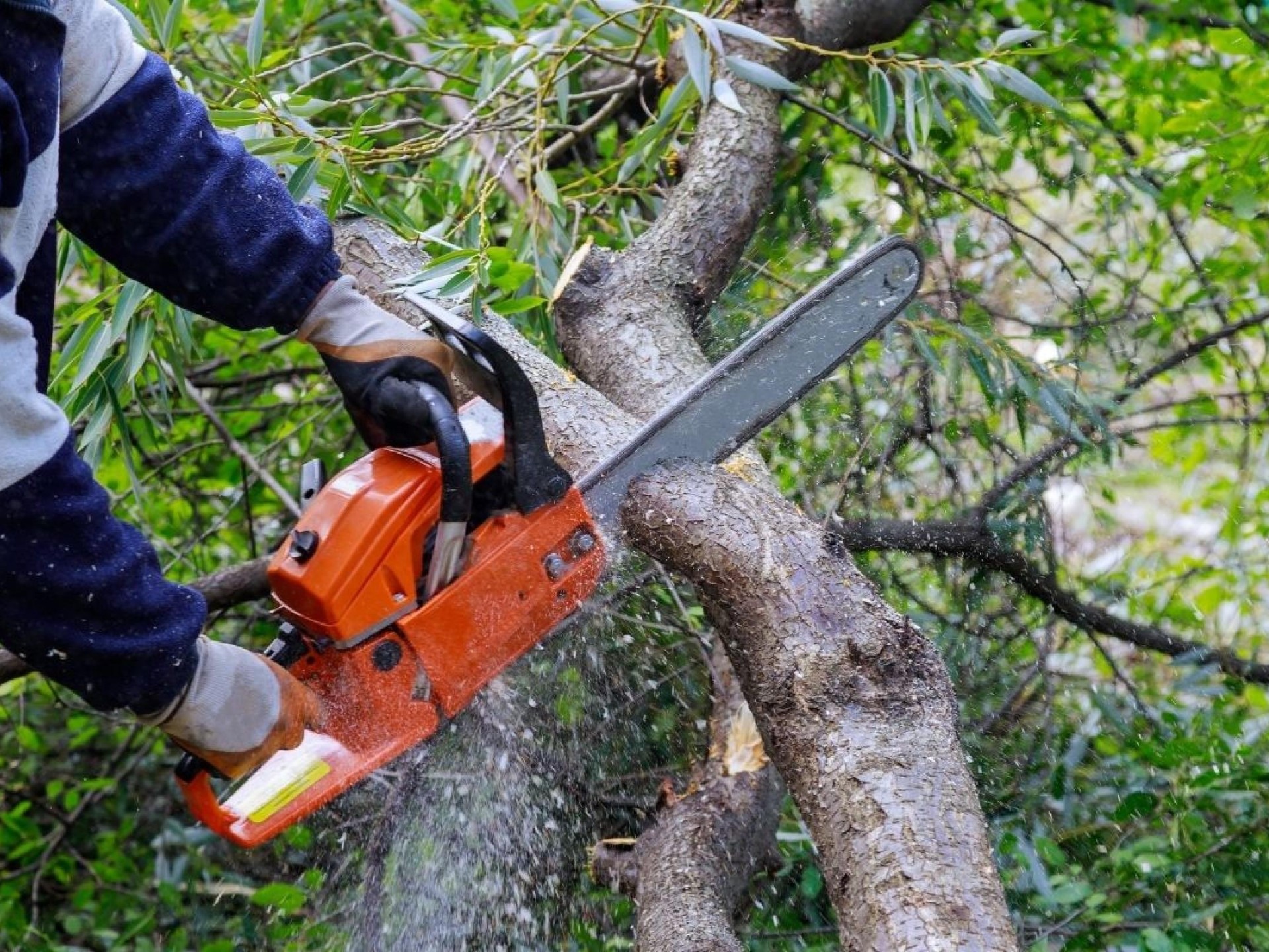 High-performing Arborist Business | 680458 1