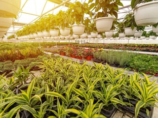 Horticulture, Nursery and Agriculture Businesses for Sale