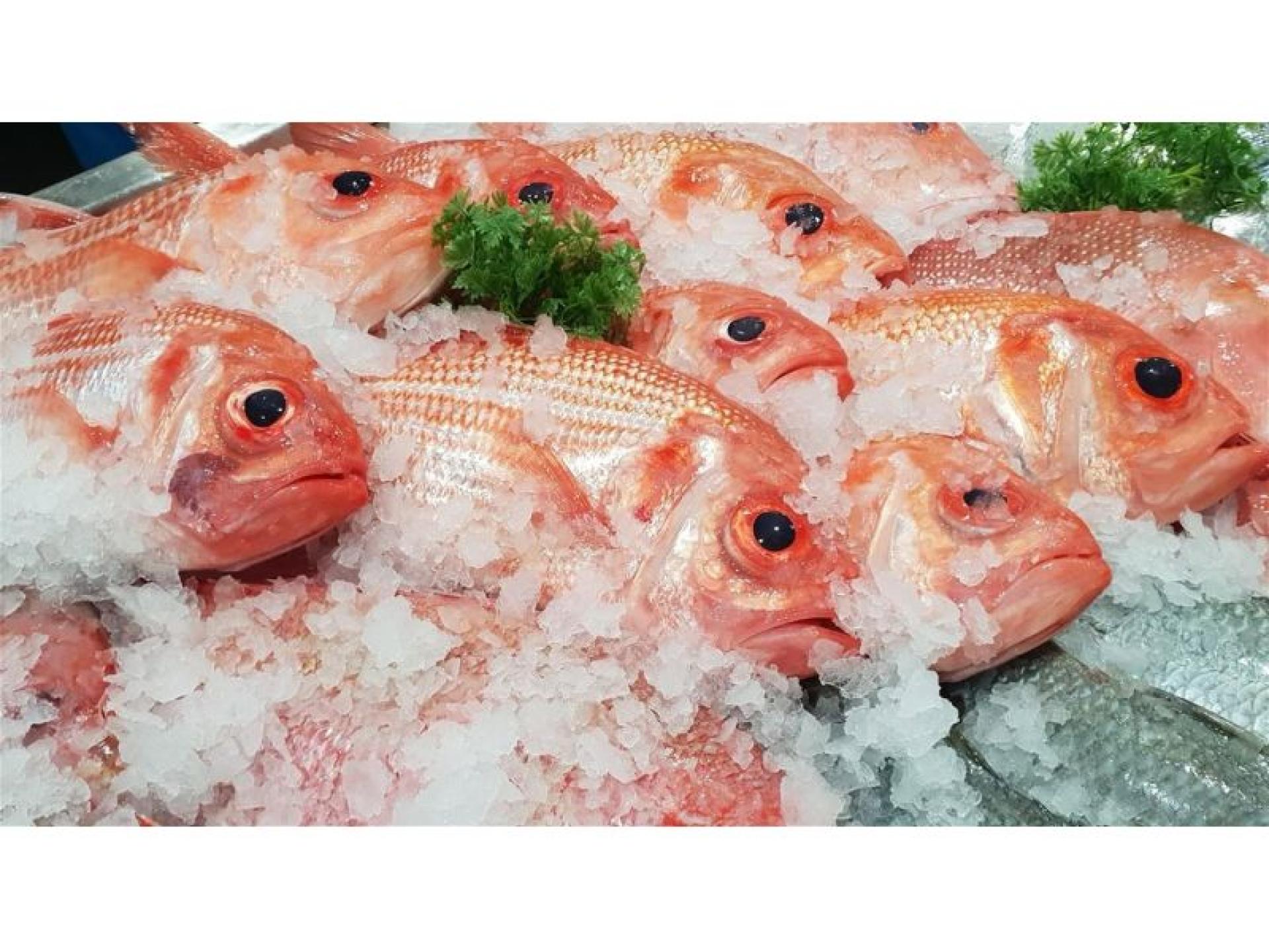 Fresh Seafood Business - 684738 1