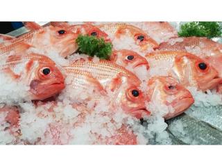 Fresh Seafood Business - Easy To Run