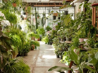 Fitzroy Nursery  Iconic CBD Nursery