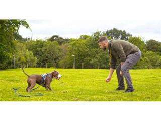 Bark Busters Dog Training Franchise