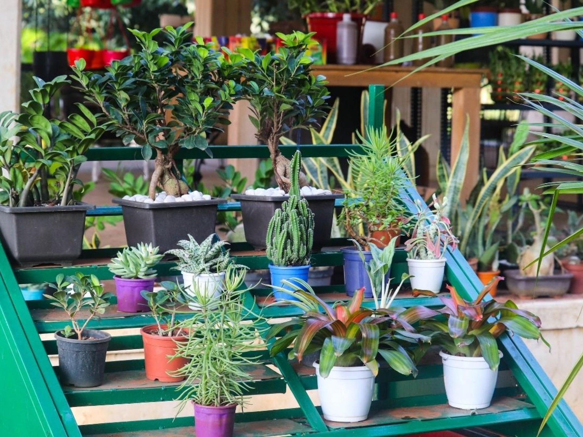 Fitzroy Nursery Iconic Cbd 684705 3