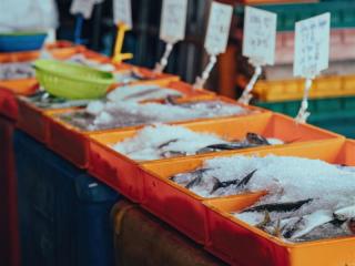 Coming Soon - Fresh Seafood Business - Easy To Run