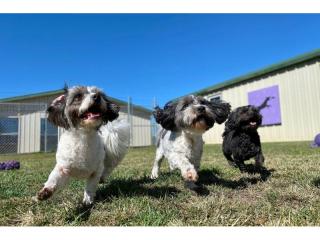 Canineology Centre | Established Doggy Day Care, Dog Grooming & Pet Transport Business - For Sale, Wollongong