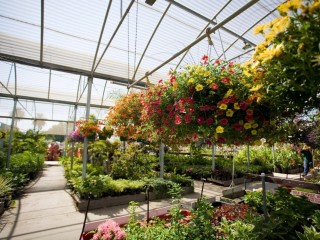 Wholesale & Retail Nursery | Established Perennials Nursery Opportunity | VIC