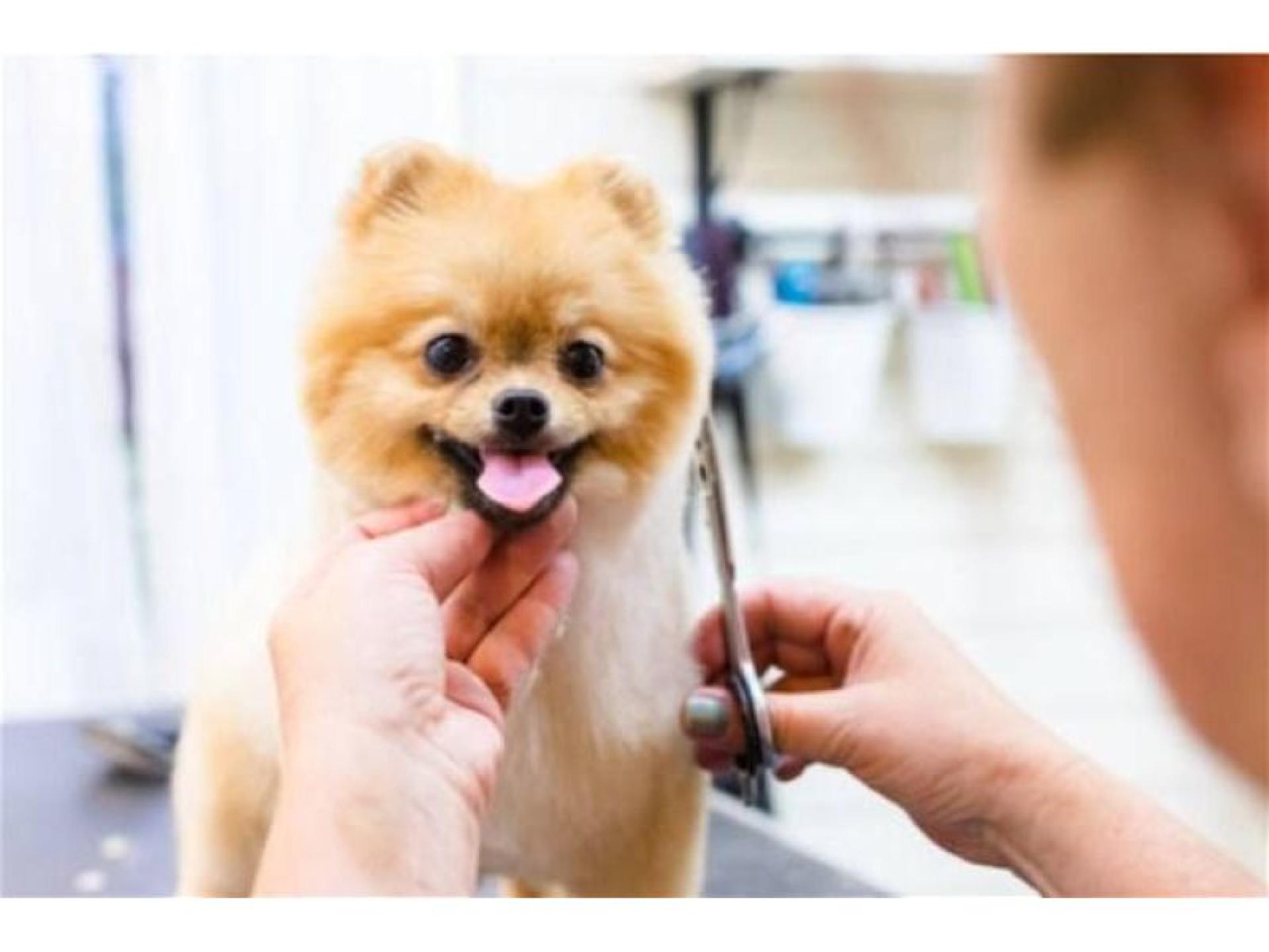 Price Reduced Mobile Dog 675954 2