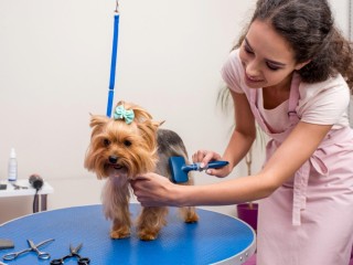 Modern, Newly Renovated Pet Grooming Salon  Fast-Growing, Sutherland Shire