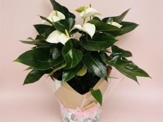 Online, Home-Based Plant and Gift Shop/ Florist Business for Sale