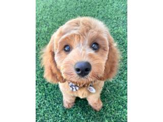 Profitable Puppy Breeding Business | Waitlist to 2028