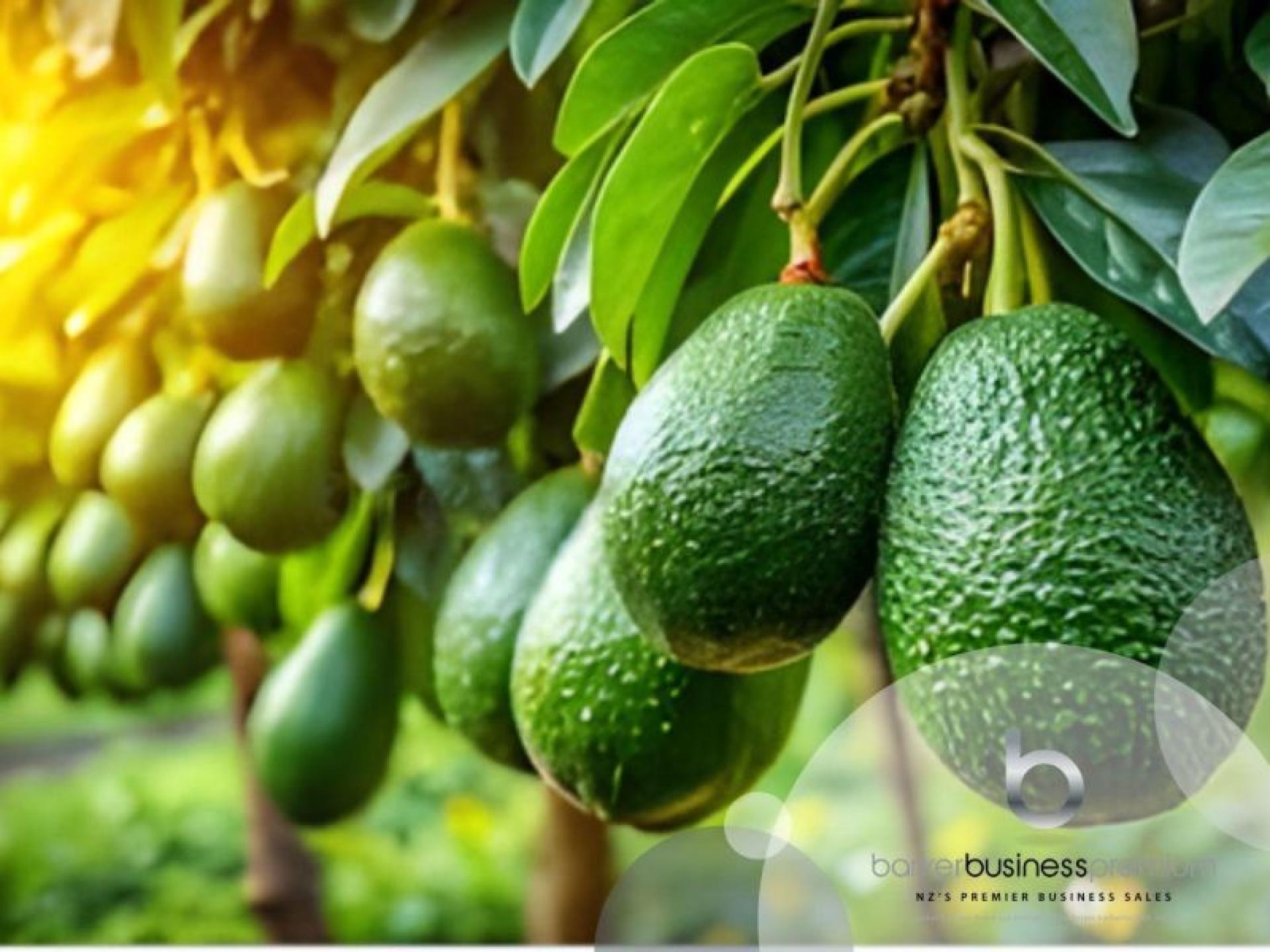 Avocado Orchard – Far 678071 1
