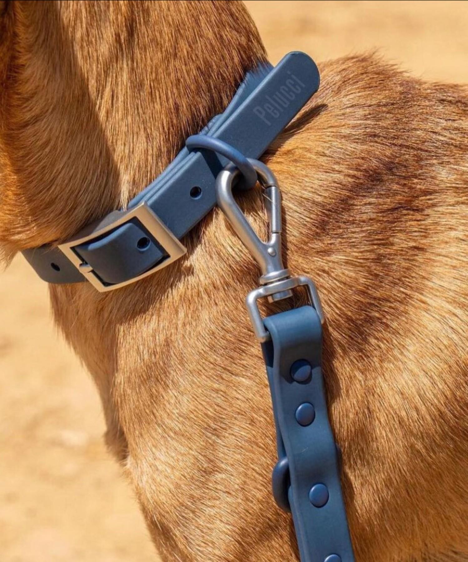 Established Turnkey Dog Accessories 678998 1