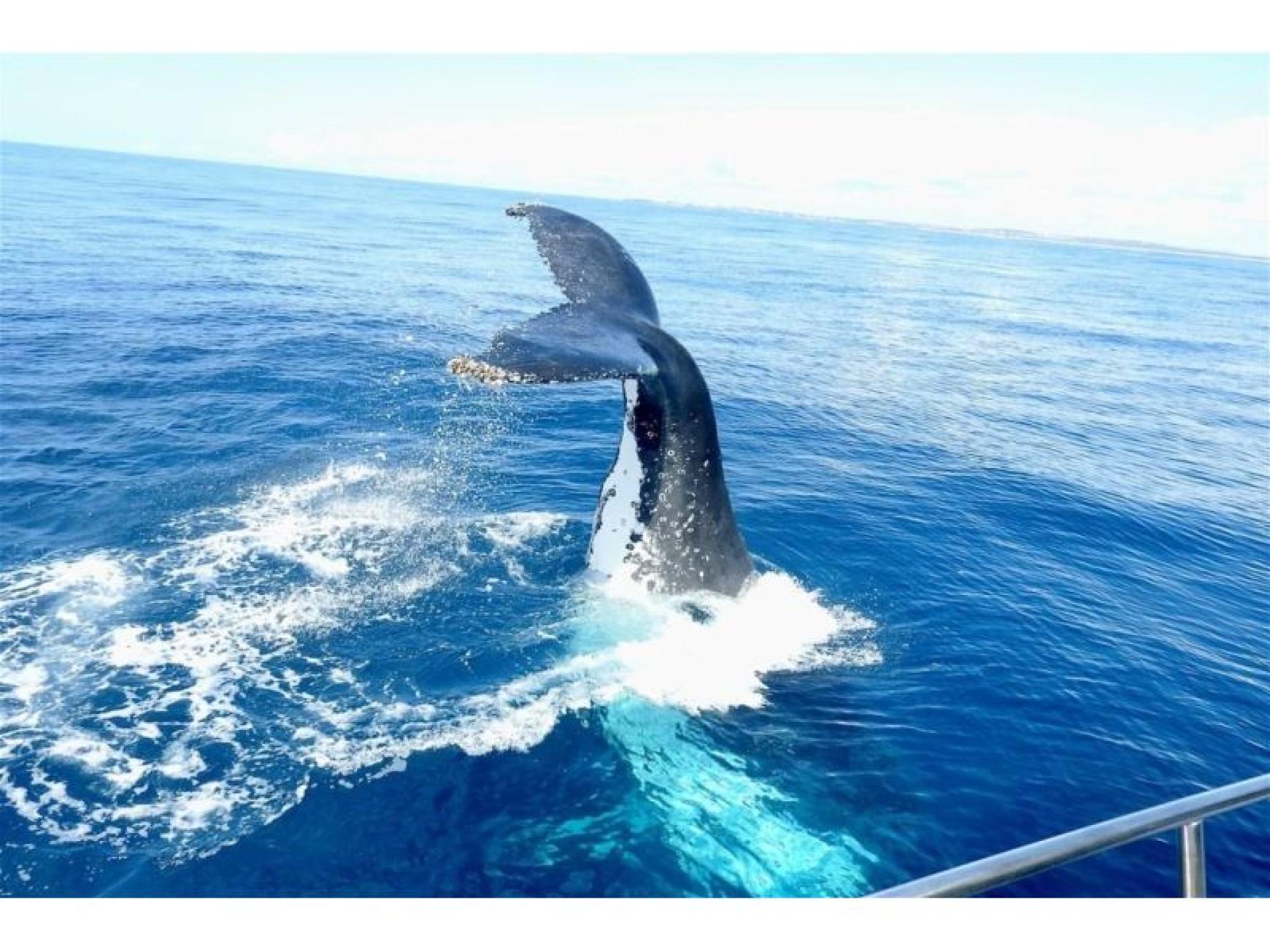 Exclusive Marine Tourism Business 661116 3