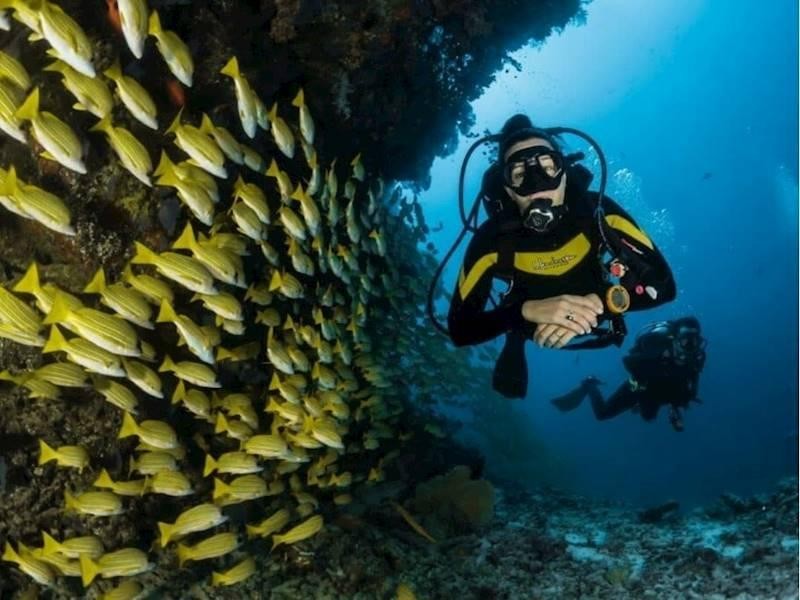 Premium Dive Tourism Business 678595 3