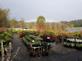 Established Retail Nursery – Emerald | Tree Change Opportunity