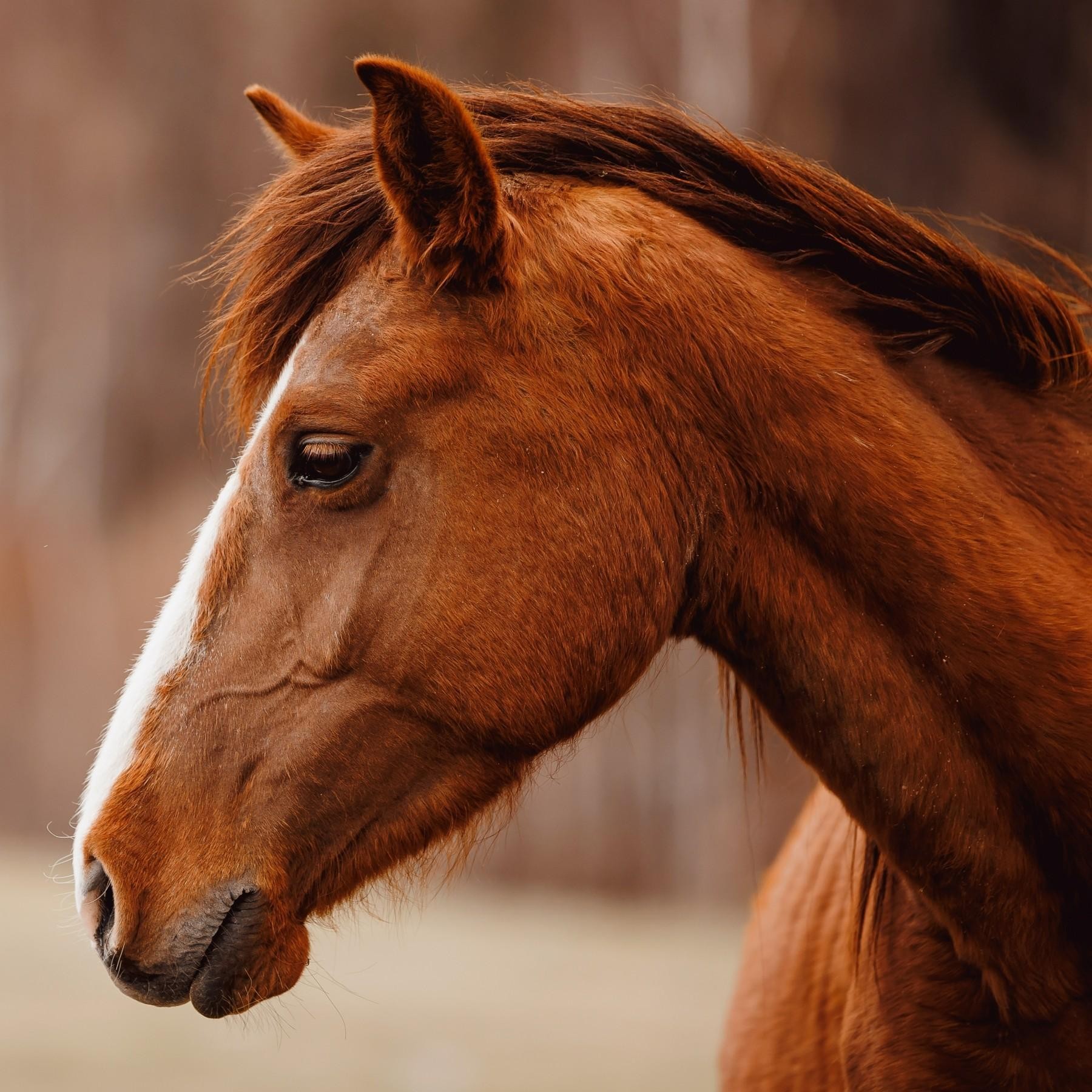 Equine-focused Business Opportunity With 683812 1