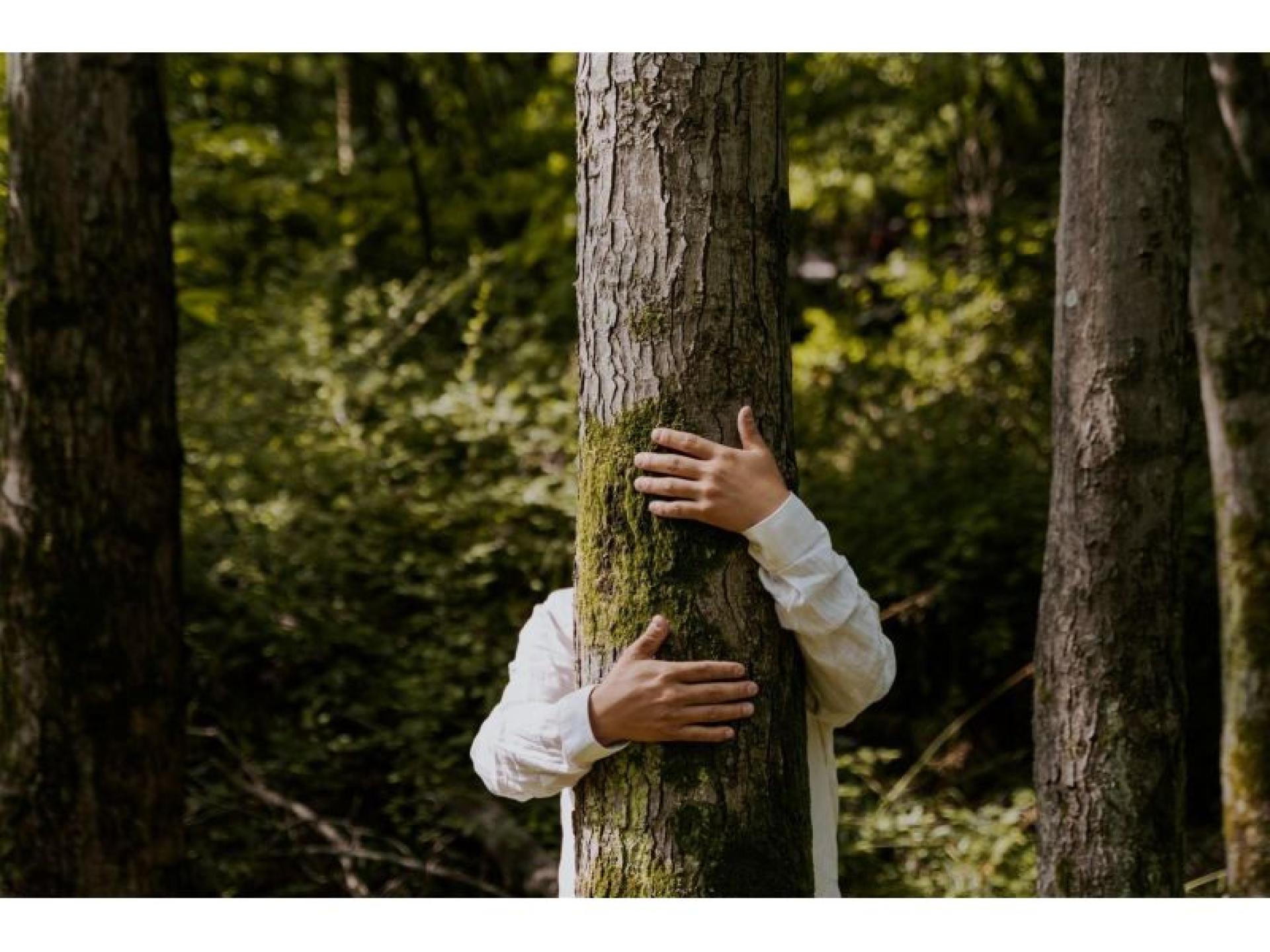 Leading B2b Tree Service 645227 3