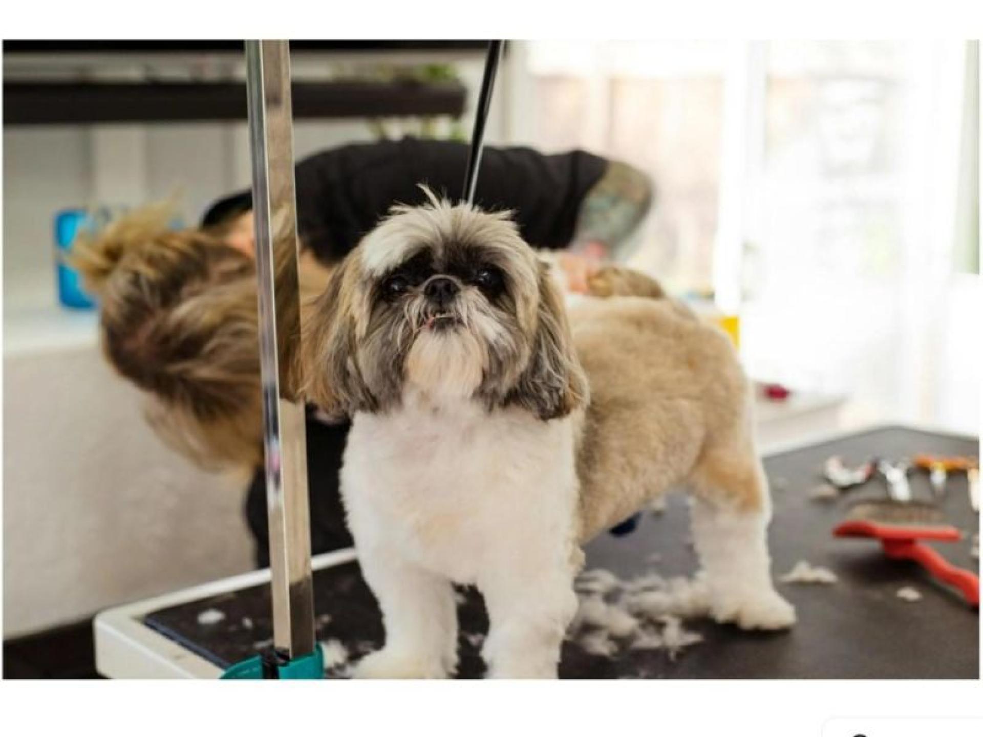 Price Reduced Mobile Dog 675954 1